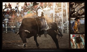 Steer at Rodeo